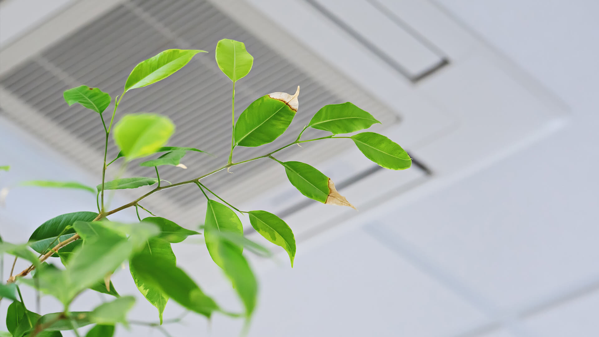 Indoor Air Quality Tips